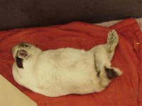 /album/fotogallerij/konijnen-koppelen-laura-ligt-op-kleed-jpg/